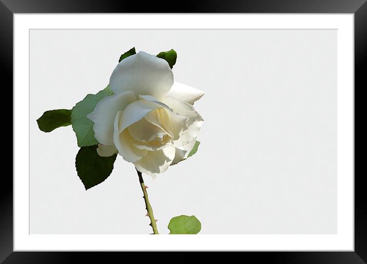  a white rose Framed Mounted Print by Marinela Feier