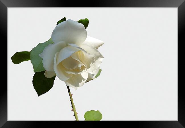  a white rose Framed Print by Marinela Feier