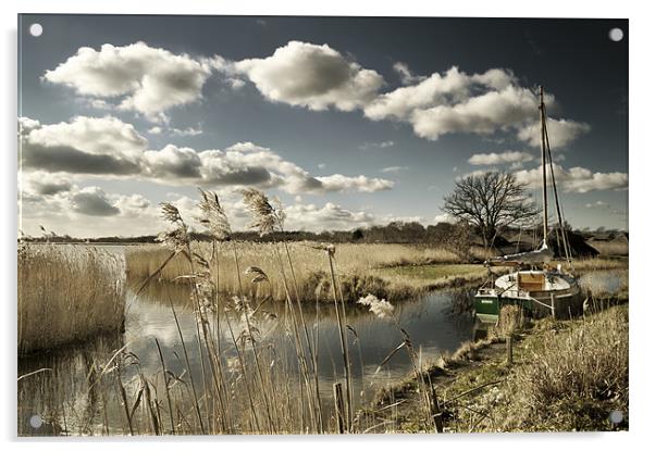 Reed beds at Hickling Broad Acrylic by Stephen Mole