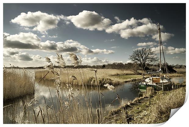 Reed beds at Hickling Broad Print by Stephen Mole