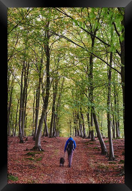 Male walking his dog through autumnal woodland. No Framed Print by Liam Grant