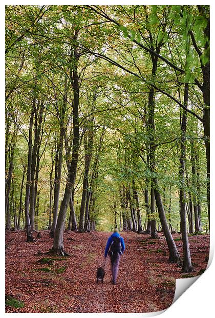 Male walking his dog through autumnal woodland. No Print by Liam Grant