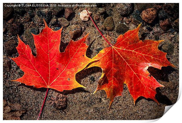 Maple leaves in water Print by ELENA ELISSEEVA