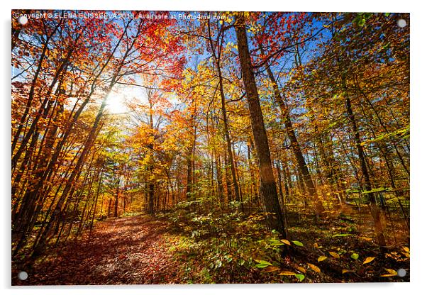 Sunshine in fall forest Acrylic by ELENA ELISSEEVA