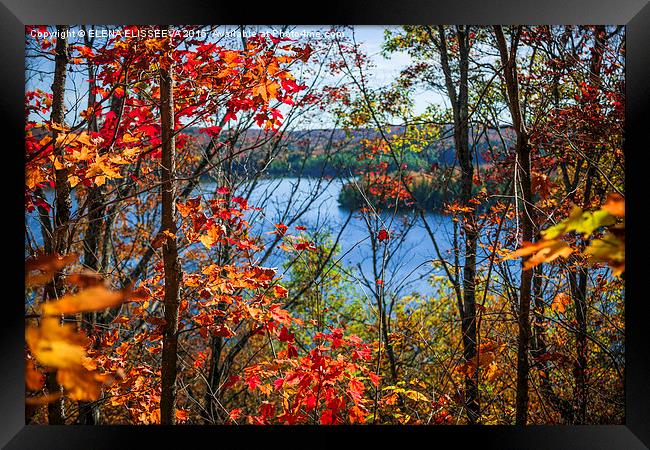 Lake and fall forest Framed Print by ELENA ELISSEEVA