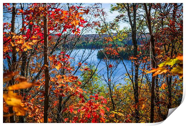 Lake and fall forest Print by ELENA ELISSEEVA