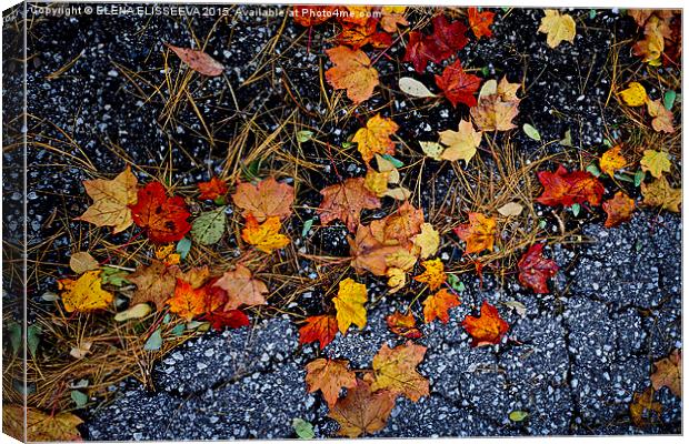 Fall leaves on pavement Canvas Print by ELENA ELISSEEVA