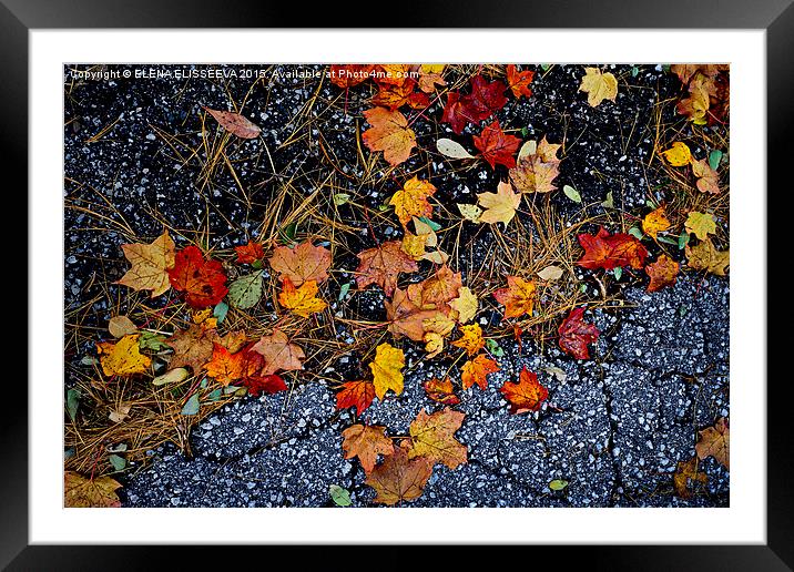 Fall leaves on pavement Framed Mounted Print by ELENA ELISSEEVA