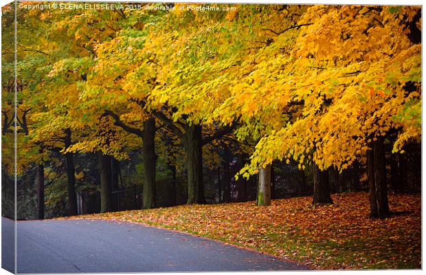Fall road with colorful trees. Canvas Print by ELENA ELISSEEVA