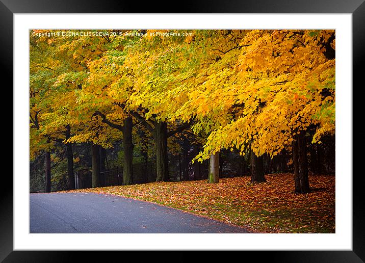 Fall road with colorful trees. Framed Mounted Print by ELENA ELISSEEVA