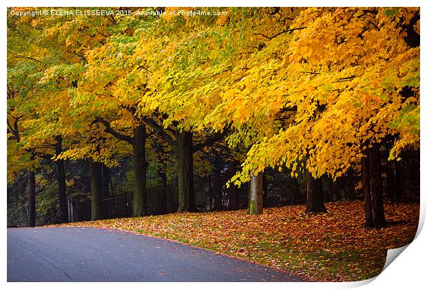Fall road with colorful trees. Print by ELENA ELISSEEVA