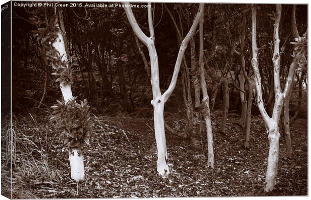  Young Eucalyptus trees on the edge of a forest. Canvas Print by Phil Crean