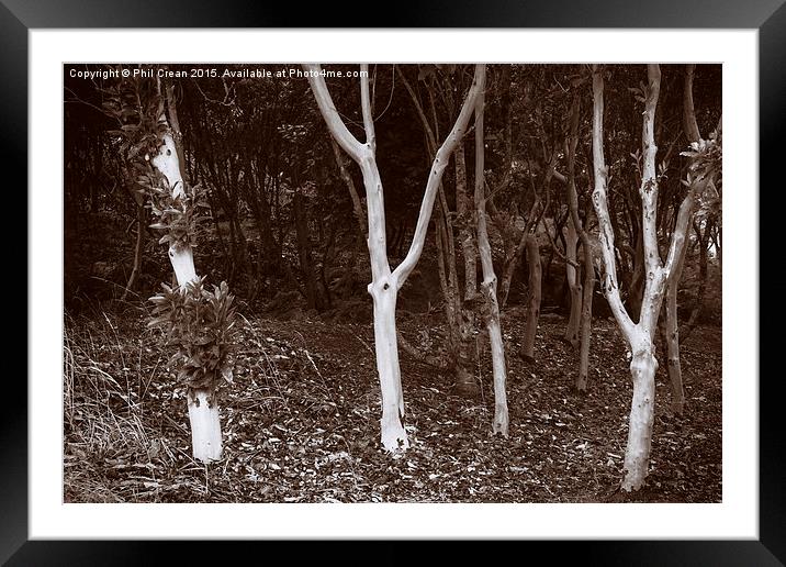  Young Eucalyptus trees on the edge of a forest. Framed Mounted Print by Phil Crean