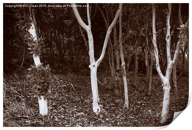  Young Eucalyptus trees on the edge of a forest. Print by Phil Crean
