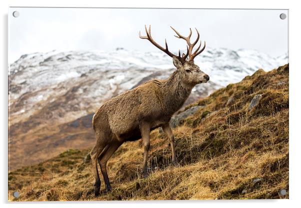 Royal Red Deer Stag in Winter Acrylic by Derek Beattie
