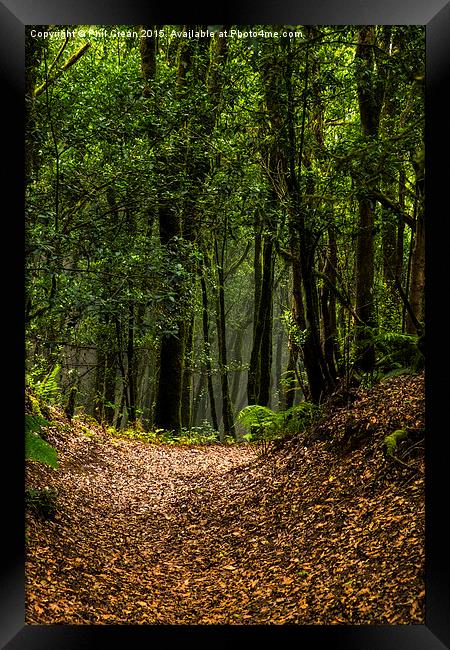  Woodland path. Framed Print by Phil Crean