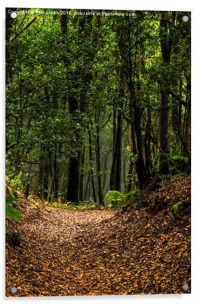  Woodland path. Acrylic by Phil Crean