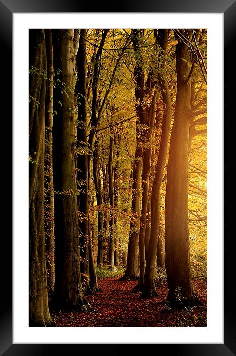  Woodland glow  Framed Mounted Print by Tim Bell