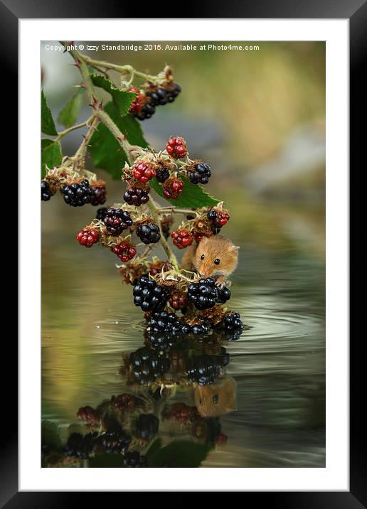  Harvest mouse on brambles with reflection Framed Mounted Print by Izzy Standbridge