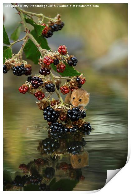  Harvest mouse on brambles with reflection Print by Izzy Standbridge