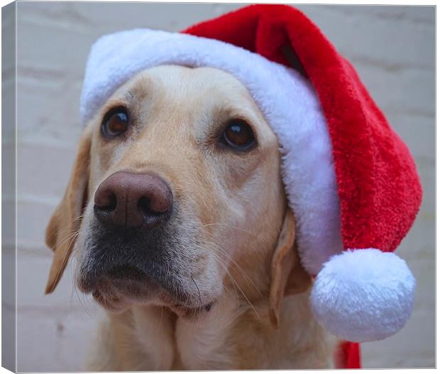 Labrador dog ready for Christmas  Canvas Print by Sue Bottomley