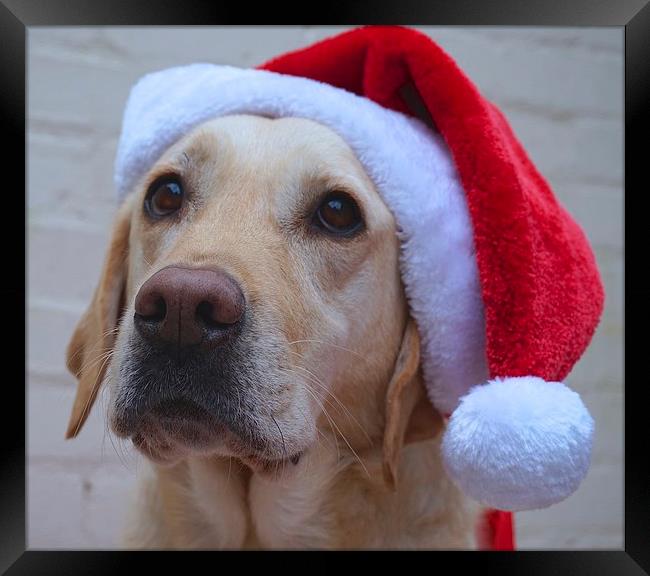 Labrador dog ready for Christmas  Framed Print by Sue Bottomley