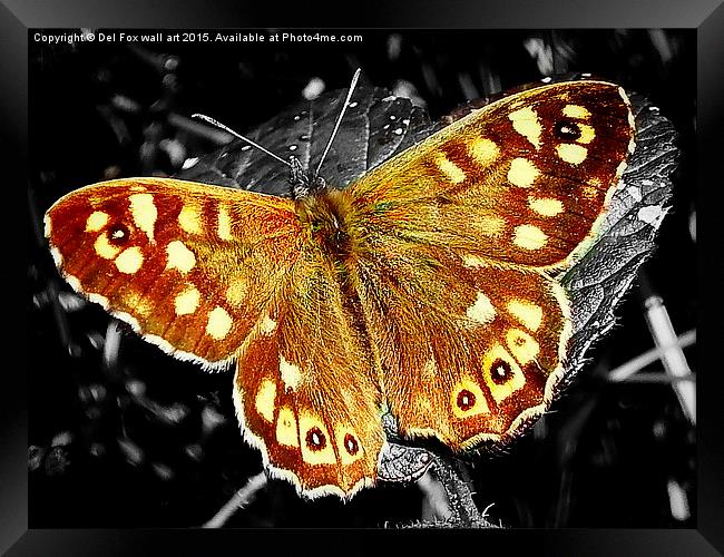  speckled wood butterfly Framed Print by Derrick Fox Lomax