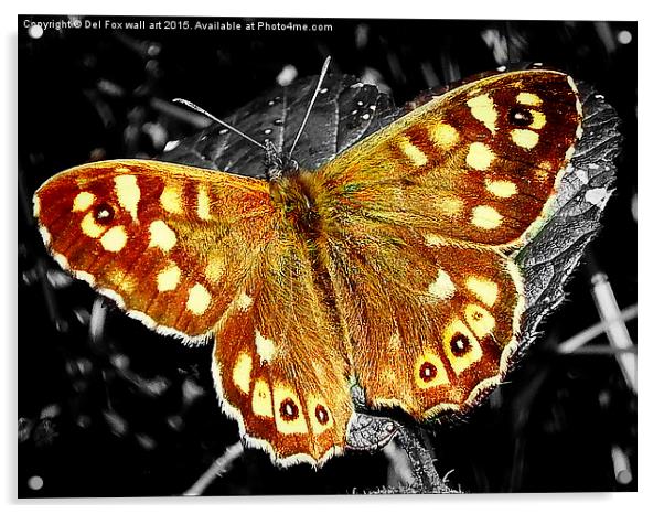  speckled wood butterfly Acrylic by Derrick Fox Lomax