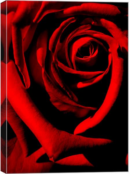  ruby red Canvas Print by Heather Newton