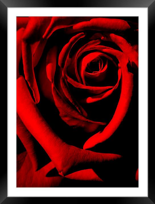  ruby red Framed Mounted Print by Heather Newton