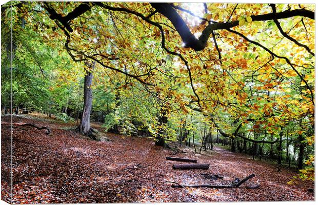  Sulham Woods Canvas Print by Tony Bates