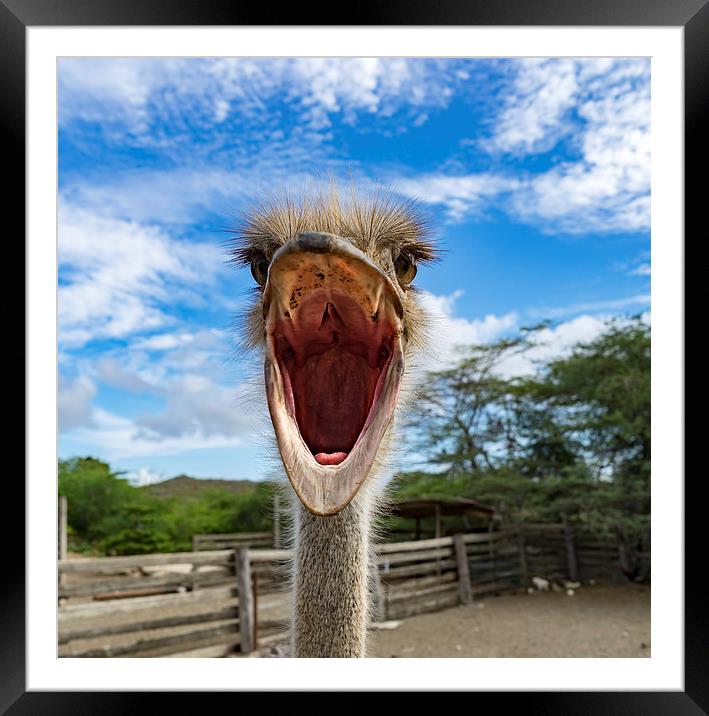 Ostrich Framed Mounted Print by Gail Johnson