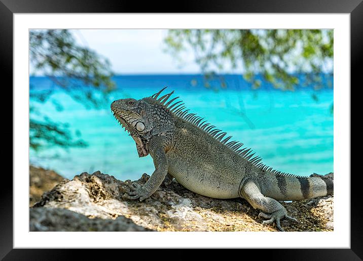 Kokomo Beach Iguana Framed Mounted Print by Gail Johnson