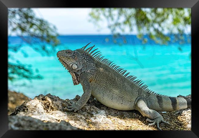 Kokomo Beach Iguana Framed Print by Gail Johnson