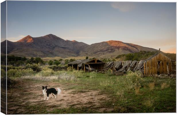  Ranch Dog Canvas Print by Brent Olson