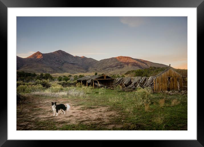  Ranch Dog Framed Mounted Print by Brent Olson