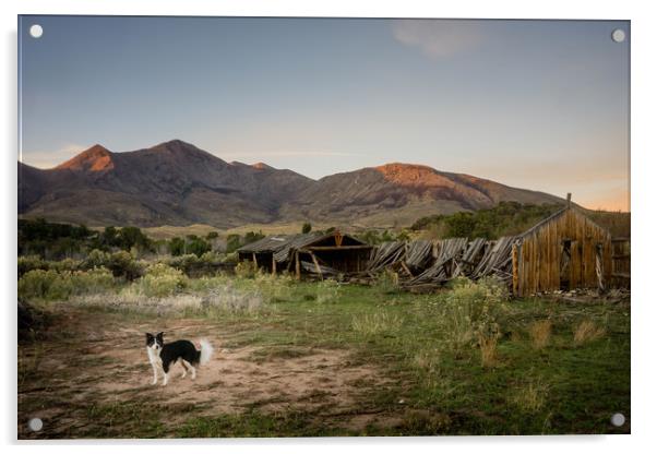  Ranch Dog Acrylic by Brent Olson