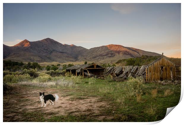  Ranch Dog Print by Brent Olson