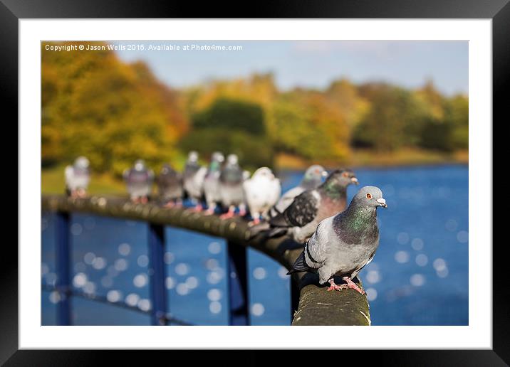 Row of pigeons lined up Framed Mounted Print by Jason Wells