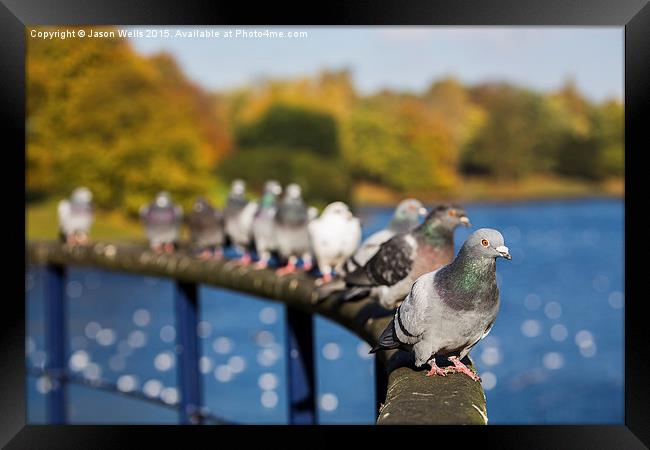 Row of pigeons lined up Framed Print by Jason Wells