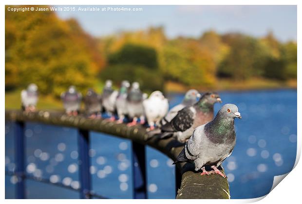 Row of pigeons lined up Print by Jason Wells