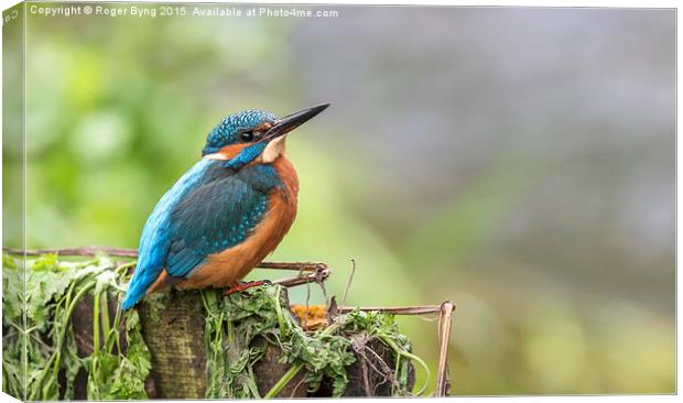  The Kingfisher At Rest Canvas Print by Roger Byng