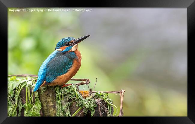  The Kingfisher At Rest Framed Print by Roger Byng