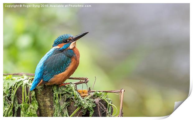  The Kingfisher At Rest Print by Roger Byng