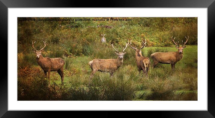 Stag Party The Boys Framed Mounted Print by Linsey Williams