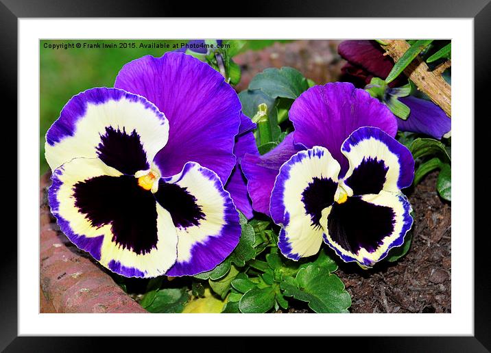  Colourful pansies in full bloom Framed Mounted Print by Frank Irwin