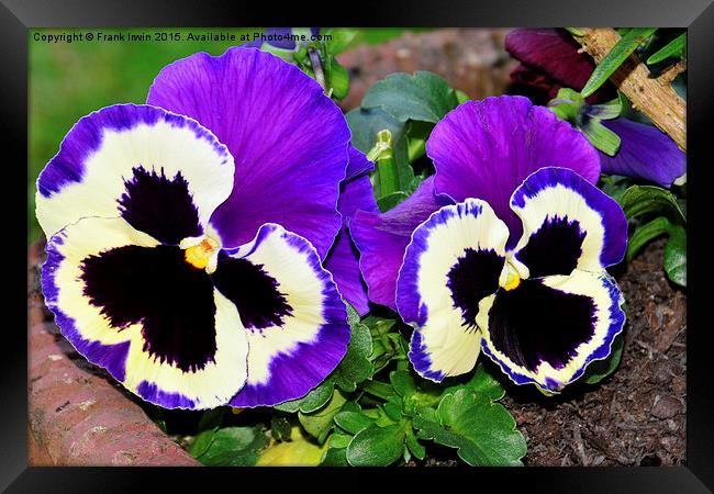  Colourful pansies in full bloom Framed Print by Frank Irwin