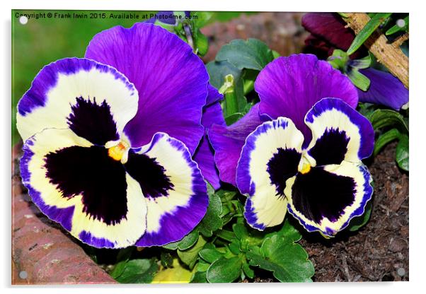  Colourful pansies in full bloom Acrylic by Frank Irwin