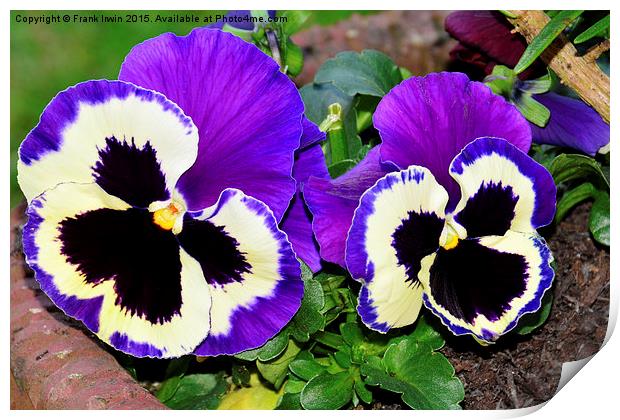 Colourful pansies in full bloom Print by Frank Irwin