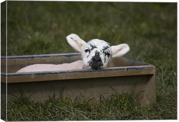 Clever Lamb Canvas Print by Mike Gorton